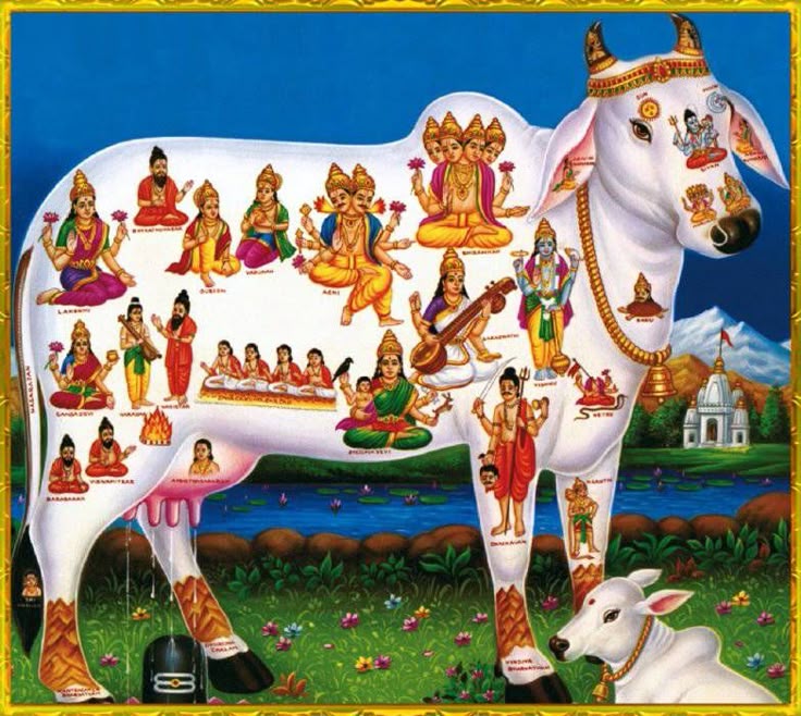 Kamdhenu Cow